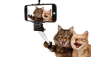 Dvije mobilne aplikacije za vlasnike mačaka | Mobiteli i mobilni razvoj | rep.hr